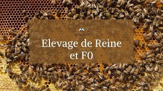 🐝 On recommence lélevage de Reine 👑 [upl. by Wenz]