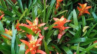 Guzmania Lingulata flower Bromeliad [upl. by Silber]