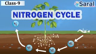 Nitrogen Cycle – Natural Resources  Class 9 Science  Biology – eSaral [upl. by Naesar723]