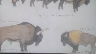 Bison latifrons [upl. by Allehs]