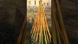 Osage Orange sioux bows from Flagella Dei workshop [upl. by Arty555]