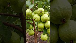 Learn how to grow a guava tree from cuttings with this beginnerfriendly guide garden fruittree [upl. by Sivad594]