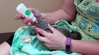 How to take care of newborn puppies [upl. by Lemhaj]