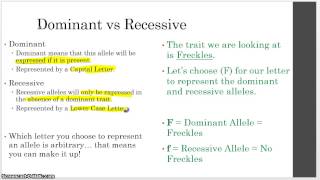 Unit 8  Genetics  3  Dominant and Recessive Alleles [upl. by Sibyl833]