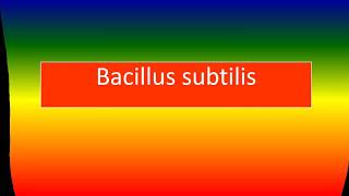 BACILLUS SUBTILIS [upl. by Mcgray]