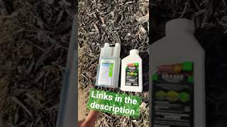 Easy way to get rid of Bermuda Grass [upl. by Norrehc]