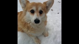 Bounding Corgi [upl. by Carly]