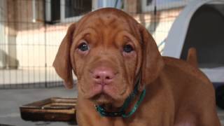 Vizsla Pup  First 8 Weeks [upl. by Alien]