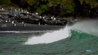 Macquarie Island Heaven on Earth [upl. by Rock989]