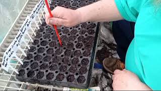 Planting Multiple Herb Seeds [upl. by Craggy]