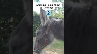 Fascinating Facts About Donkeys zapetv facts animalfacts [upl. by Aicissej220]