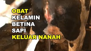 GTPS 211 Apa Obat Kelamin Sapi Betina Keluar Nanahnya Endometritis Metritis atau Pyometra [upl. by Hirschfeld]