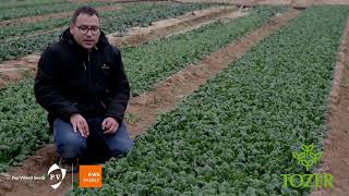 Demo Video  Spinach PV1716  Tozer x Pop Vriend Seeds [upl. by Sebastiano]