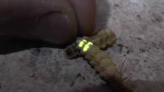 Glow worms in South Africa Lampyridae [upl. by Valentin565]