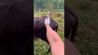 Injection IM kese lagaye 💉IM Injection in cattle veterinary vet shorts [upl. by Einrae]