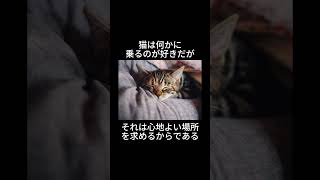 猫の雑学 猫雑学猫の秘密ねこ好き猫の不思議猫の豆知識猫動画猫好きさんと繋がりたい猫好き集まれ猫あるある猫の癒しねこの魅力 [upl. by Susannah]