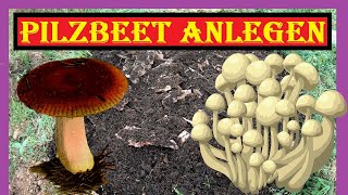 Pilze züchten im Garten 🍄🍄 Bio Pilzbeet von Pilzmännchen anlegen 🍄🍄 Zuchtversuch Edelpilze im Garten [upl. by Leach]