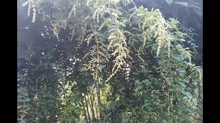 My Bonsai Stock Plants of Chinese Sweet Plum sageretia theezans are in Full Bloom [upl. by Gerrilee]