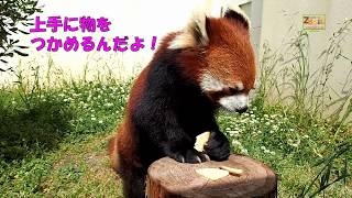 京都市動物園のレッサーパンダたち [upl. by Varin]