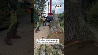 WUNDERSCHÖNE EICHE 🪵🪚 deutschland diywood wood holzarbeiten liebherr Stihl arborist resin [upl. by Ained]