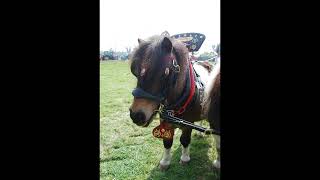 Handmade bridles by Robert H Steinke Master Saddler amp Harness Maker heritagecraftsmanship pony [upl. by Yorgo960]