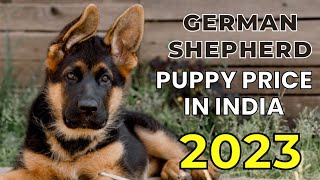 Right Price Of German Shepherd In India [upl. by Tobey]