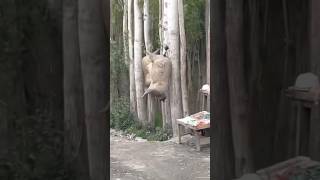 Cheese Making in Goat Skin skardu gilgitbaltistan goat goatskin [upl. by Arraik]