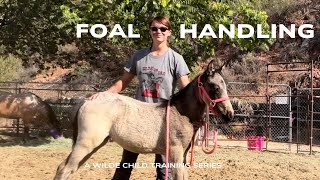 FOAL HANDLING  Episode One  Imprinting and Building Trust [upl. by Annyahs]