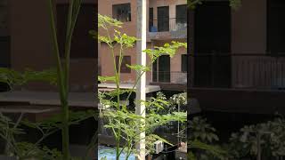 Moringa plant drumsticks moringa terracegardens nature [upl. by Marji]