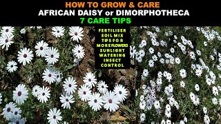 How to grow and care African DaisyDimorphothecaOsteospermum flower plant [upl. by Azirb979]