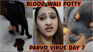 DAY 7 OF PARVO VIRUS IN FEMALE ROTTWEILER  PARVO MEIN DOGS MEIN BLOOD WALI POTTY  NAMITAOLOGY [upl. by Nevins]