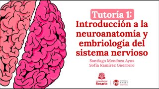 Tutoría 1 Introducción a la neuroanatomía y embriología del sistema nervioso [upl. by Ecnarret710]