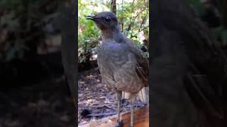 El pájaro lira que imita cualquier sonido birds birdsounds shorts lyrebird bird [upl. by Ajam]