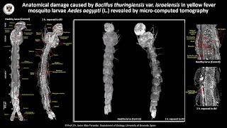 Anatomy of the yellow fever mosquito larva and damage produced by B thuringiensis var israelensis [upl. by Naelcm]