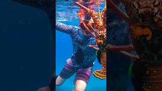 🦐 Rock Lobster spearfishing mrseaday [upl. by Xantha406]