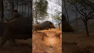 Amazing Wild Boar Jumping 🐗 viral viralvideo short shortvideo pig boar pigfarmvideo wildlife [upl. by Nwahsit485]