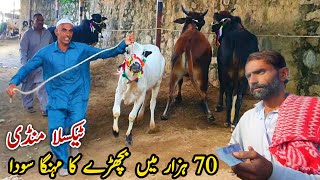 Taxila Mandi Latest Update 1 November 2024  Naseeb Ka Soda Live Deals [upl. by Els]