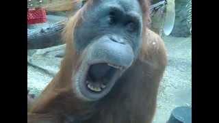 orangutan smiles BIG [upl. by Akisey]