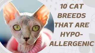 10 Cat Breeds That Are Hypoallergenic [upl. by Atikram]