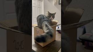 Perfect box for my cat catvideos shorts [upl. by Rabka]