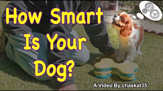 How Smart Is Your Dog [upl. by Electra]