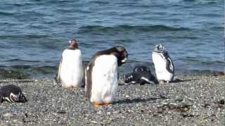 Walking With Penguins in Ushuaia Argentina [upl. by Eiramrebma291]