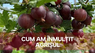 Cum inmultim Agrisul Metoda foarte simpla de a produce butasi de agrisi acasa simplu si fara efort [upl. by Ahsead840]