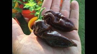 Whats That Pepper Ep29  Chocolate Bhut Jolokia [upl. by Miett]