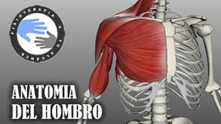 Anatomia y musculos del hombro [upl. by Eiramana]