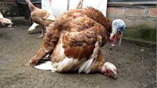 Ritual Kawin Kalkun Breeding Turkeys [upl. by Dace]