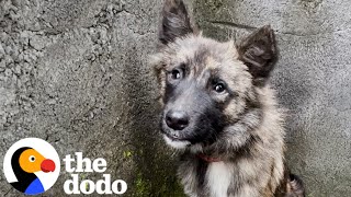 Stray Dog Who Was Impossible To Catch Walks Through Rescuers Door  The Dodo [upl. by Sven367]