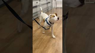 Bailey’s first puppy school lesson dog jackrussellterrier heeler fyp [upl. by Hanonew780]