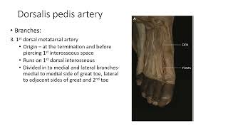 DORSALIS PEDIS ARTERY BY Prof V Subhadra Devi [upl. by Saied]