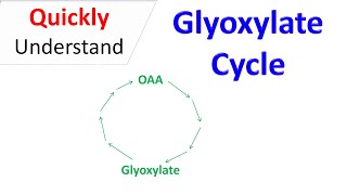 Glyoxylate cycle [upl. by Nyrmak]